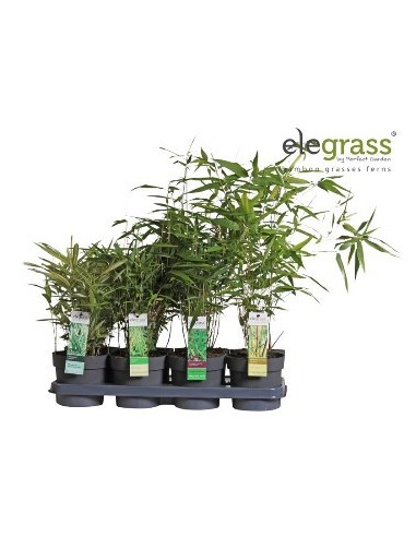 PHYLLOSTACHIS  MIX M14CM