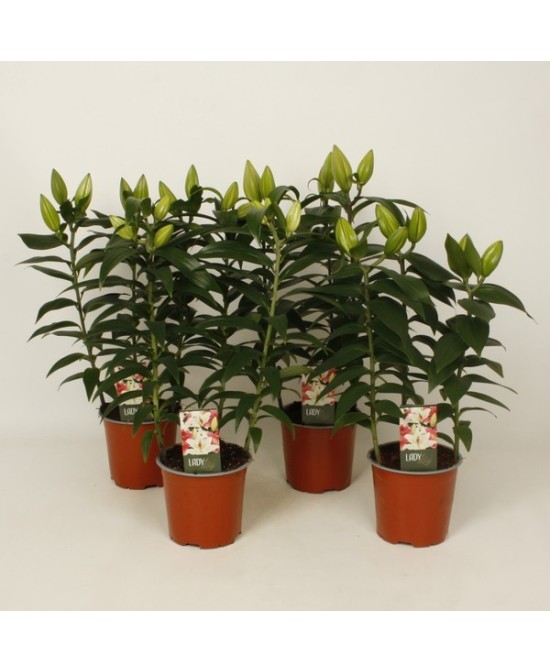 LILLIUM OR 3PP M13CM