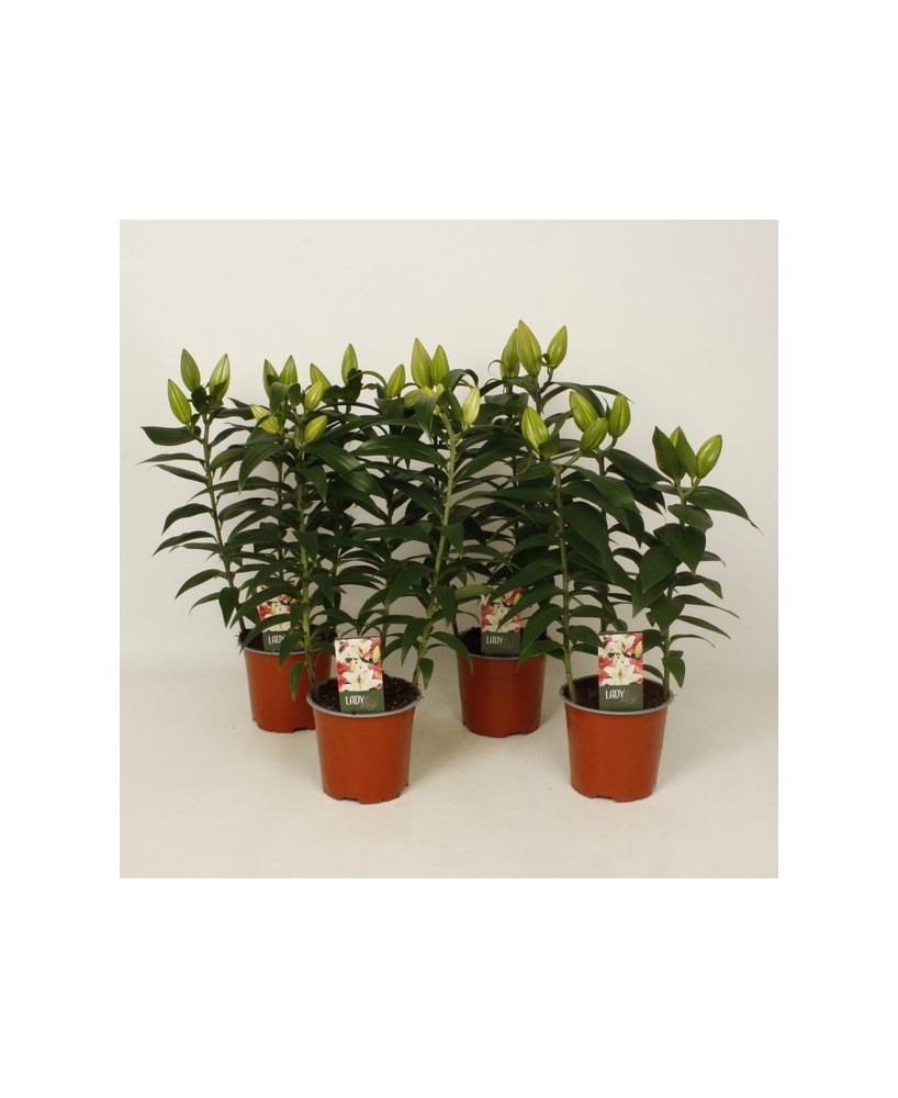 LILLIUM OR 3PP M13CM