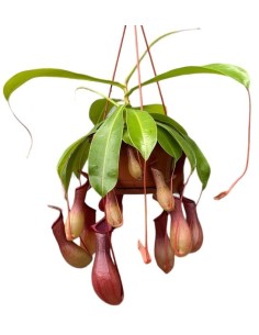 NEPENTHES MONKEY JARS ALATA M14CM