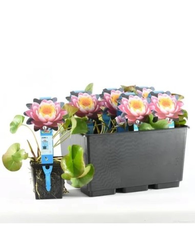 NYMPHAEA FABIOLA M11CM