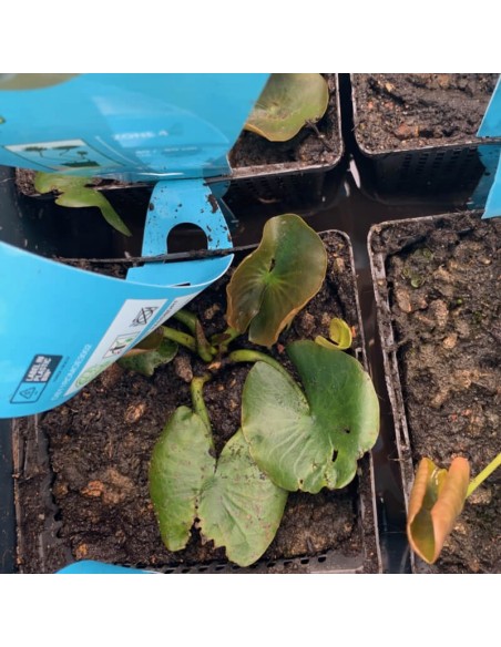 NYMPHAEA GLADSTONIANA