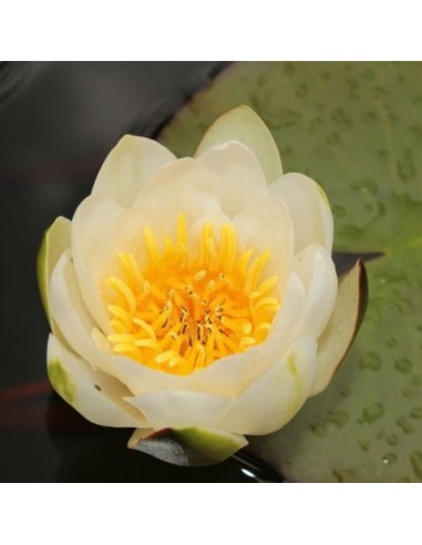 NYMPHAEA GLADSTONIANA