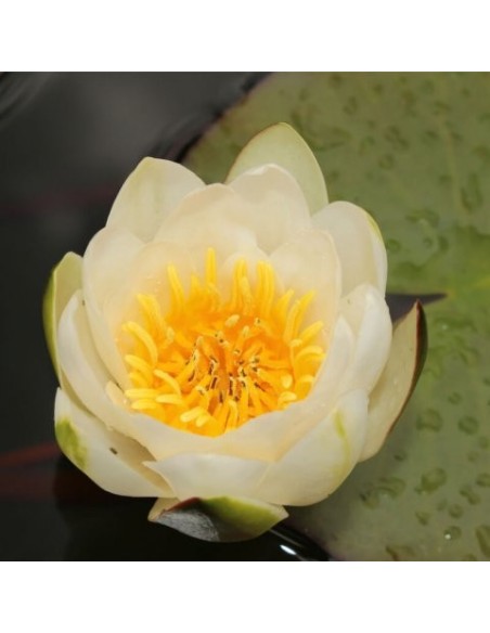 NYMPHAEA GLADSTONIANA