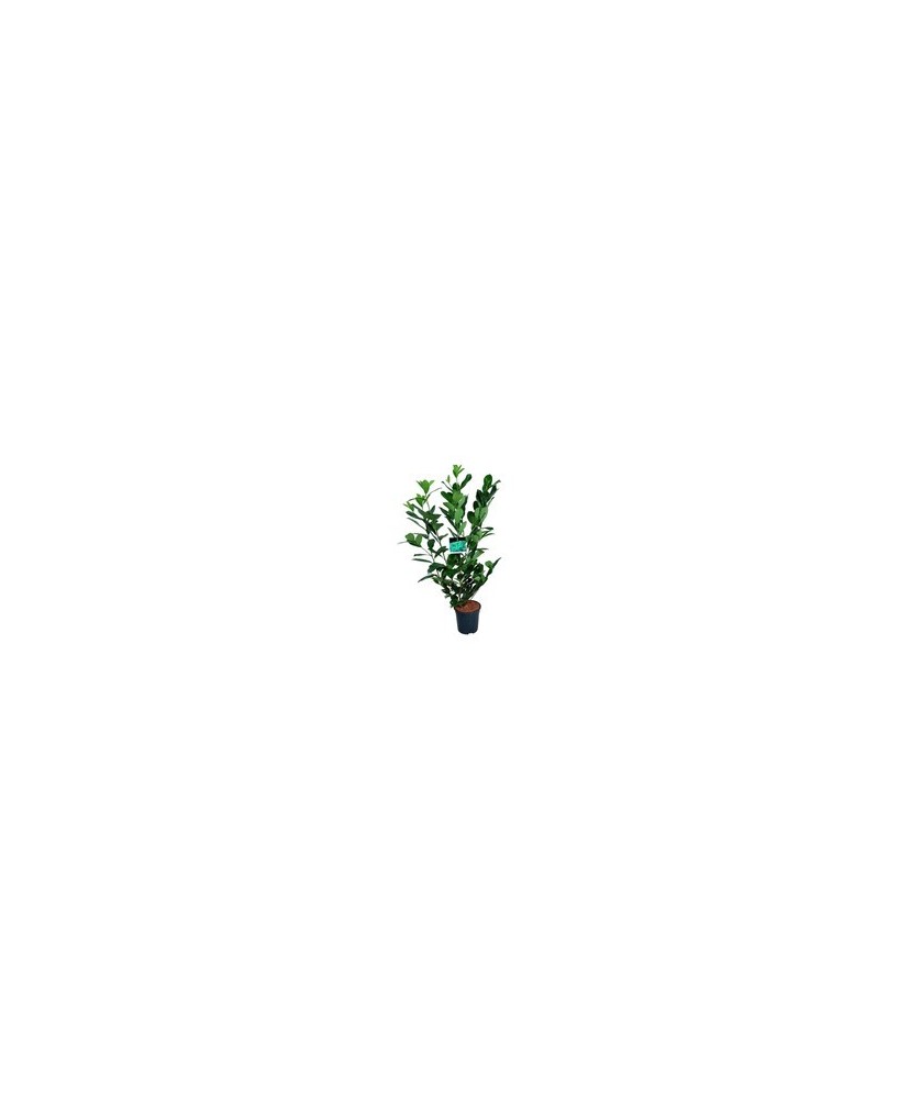 PRUNUS LAUR ROTUNDIFOLIA M24