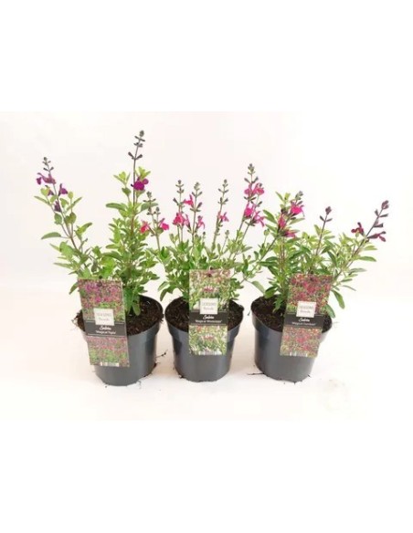 SALVIA MAGICAL RIVER MIX M17