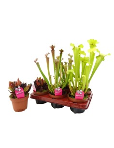 SARRACENIA MIX M12