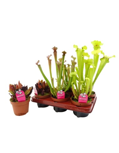 SARRACENIA MIX M12