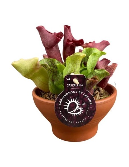 SARRACENIA MIX+TERRACOTTA M16