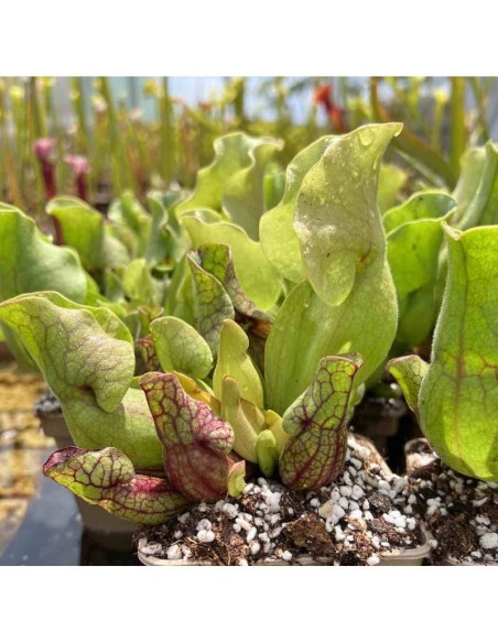 SARRACENIA PURPUREA VENOSA M12