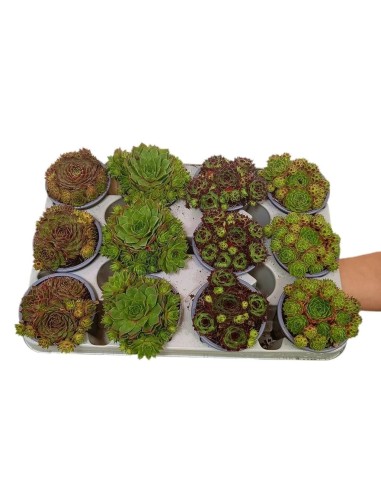 Sempervivum Mix M9 plantas suculentas resistentes para interiores y exteriores