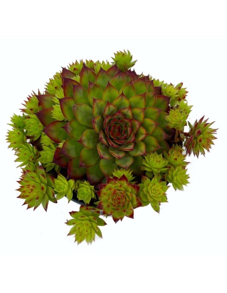 Sempervivum Mix M9 plantas suculentas resistentes para interiores y exteriores