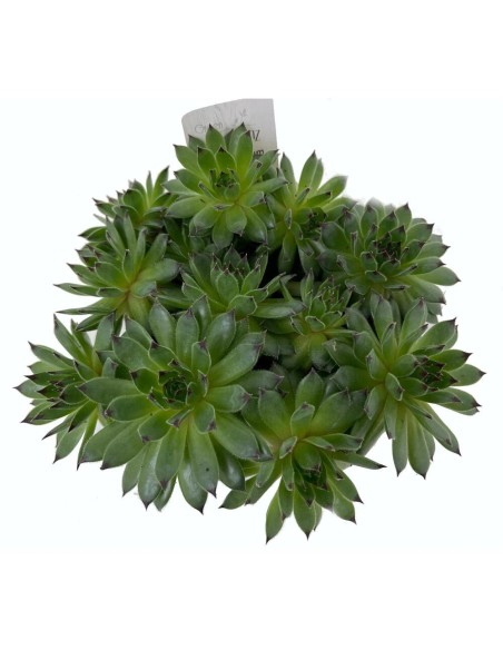 Sempervivum Mix M9 plantas suculentas resistentes para interiores y exteriores