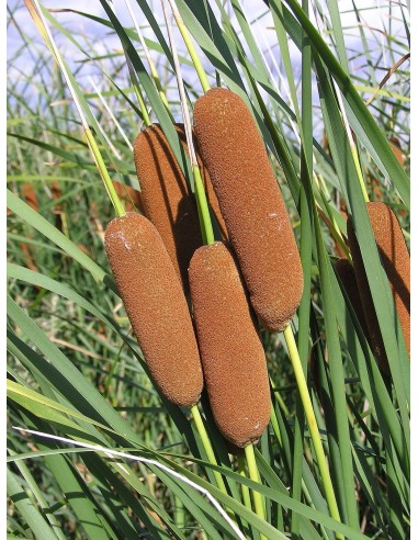 TYPHA LAXMANNII M9
