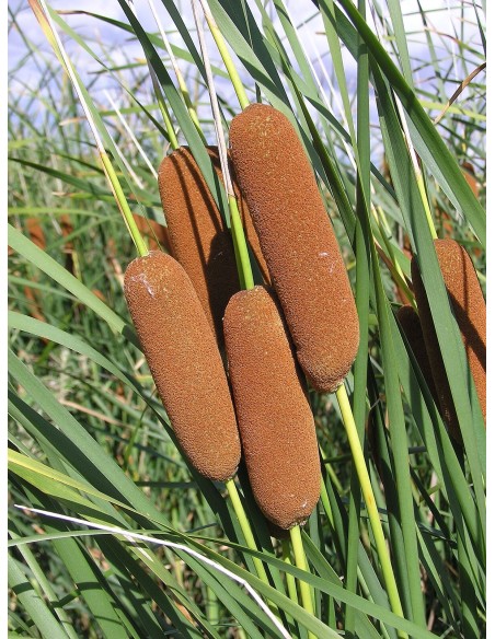TYPHA LAXMANNII M9