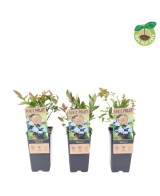Vaccinium Endanea Garden | Planta Decorativa para Jardines y Espacios Verdes

