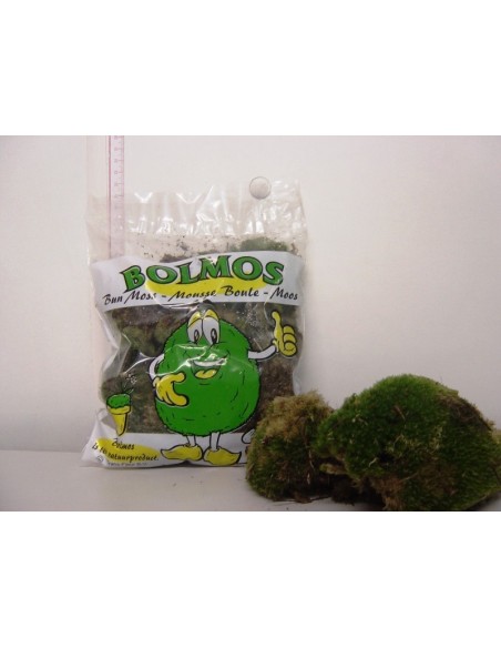 Moss Bol Bag 1 kg Verde musgo natural para jardinería decoración floral y manualidades