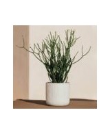 Maceta Sita Air Blanco 18.5x18 cm Herstera  Diseño Moderno y Duradero

