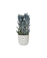 Maceta Vibes Fold Round Mini 25 cm Blanco  Elegancia Moderna para Plantas | Endanea Garden

