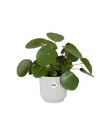 Maceta Vibes Fold Round Mini 14 cm Blanco  Moderna y Elegante para Plantas Pequeñas | Endanea Garden