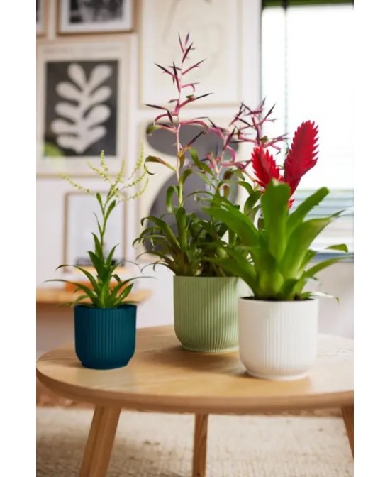 Maceta Vibes Fold Round Mini 14 cm Blanco  Moderna y Elegante para Plantas Pequeñas | Endanea Garden