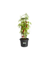 Maceta GB Tomates 33 cm Negra para Cultivo Interior y Exterior | Endanea Garden

