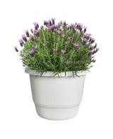 Maceta Redonda Amiga Blanco Sedoso 47 cm | Elegante y Resistente | Endanea Garden

