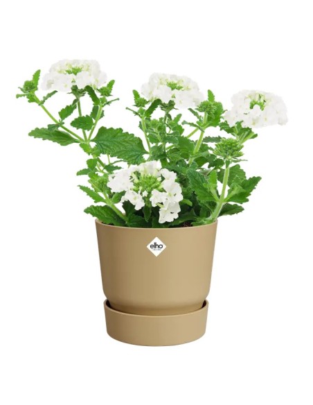 Maceta Redonda Greenville Arena Dorada 14 cm | Elegante y Resistente | Endanea Garden

