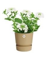 Maceta Redonda Greenville Arena Dorada 14 cm | Elegante y Resistente | Endanea Garden

