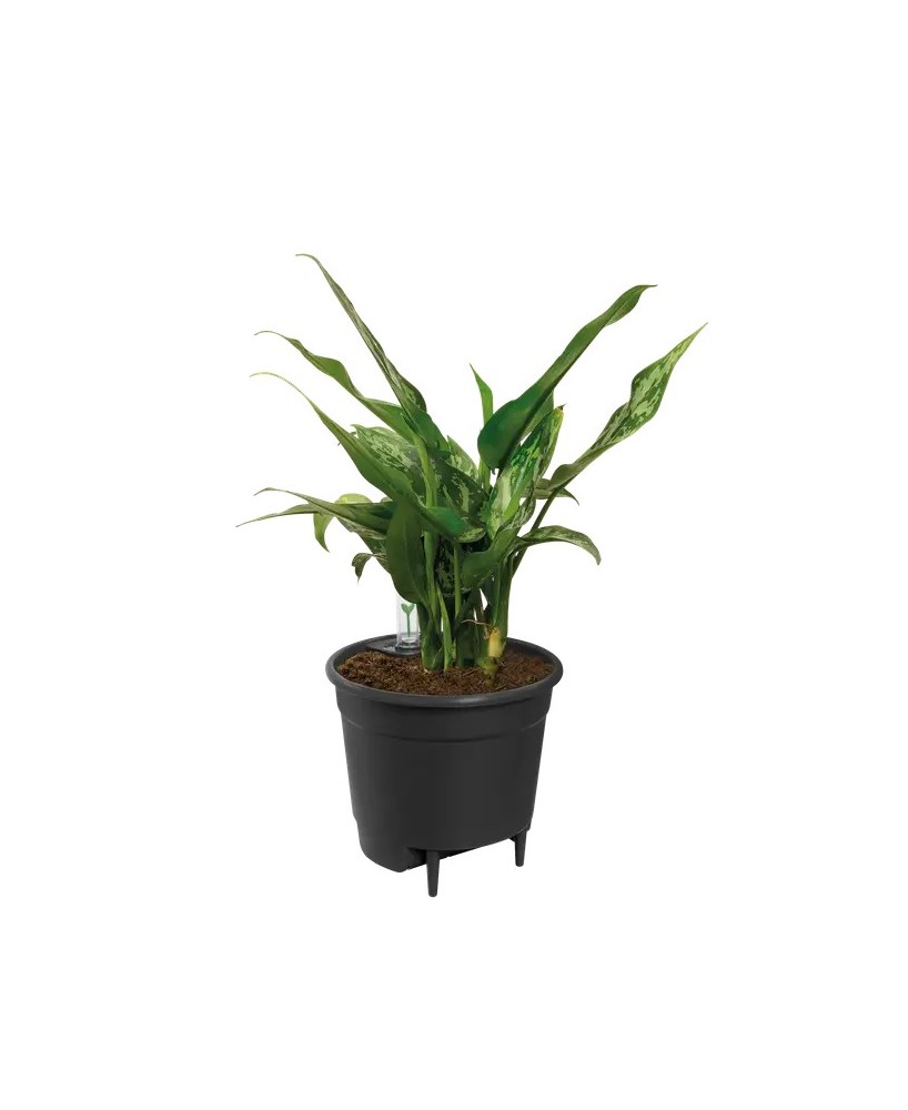 Hidrojardinera Insert 33cm Negro  Autorriego y Diseño Moderno para tu Jardín y Hogar

