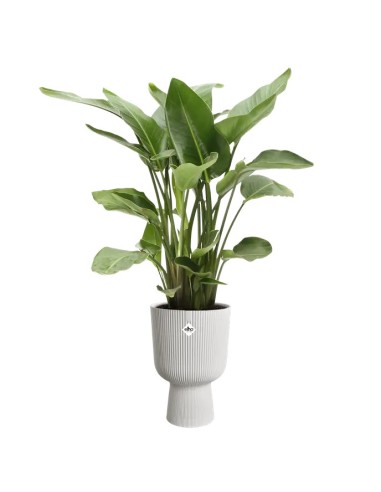 Maceta Vibes Fold Copa Blanco Sedoso 30CM | Elegancia Moderna para tu Hogar y Jardín

