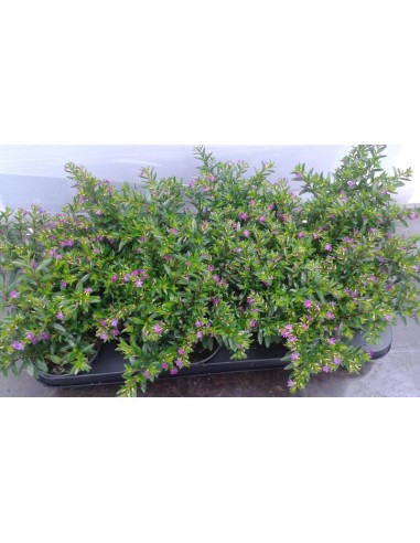 CUPHEA HYSSOPIFOLIA CARNAVAL  M10.5