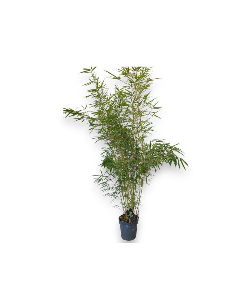 FARGESIA ROB CAMPBELI M27