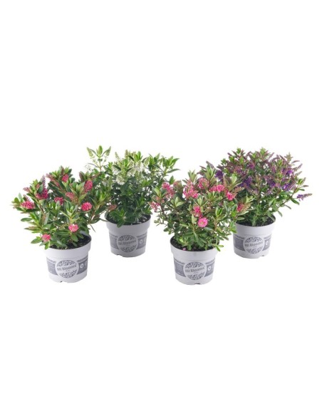 HEBE ALL BLOOMS MIX SHELVES M13