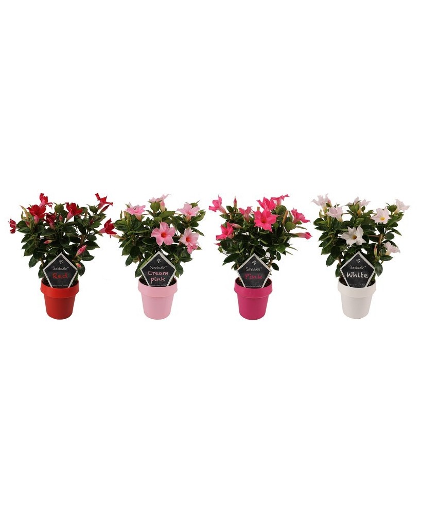 MANDEVILLA SUND MIX TRELLIS M14