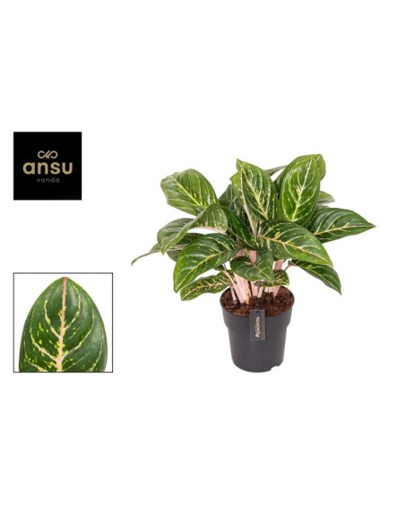 Aglaonema Coco Green M19 Planta de Interior Resistente y Fácil de Cuidar