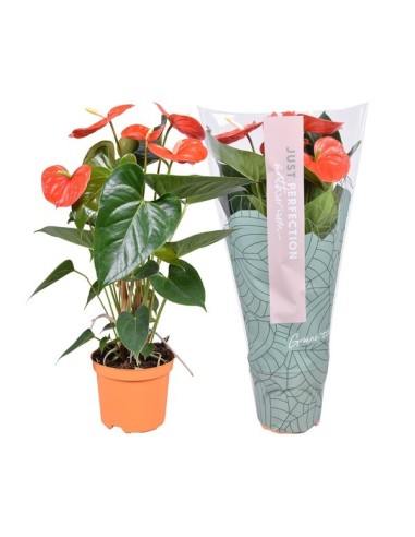 ANTHURIUM ANDR ATLAS NARANJA M14