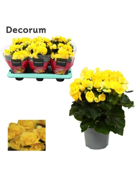 BEGONIA EL REBECCA AMARILLO M13
