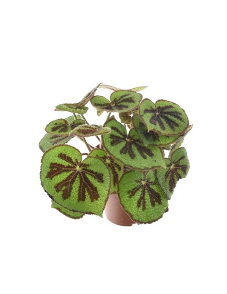 Begonia Masoniana Mountain M14 Planta Ornamental de Interior Fácil Cuidado