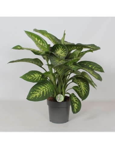 Dieffenbachia Seguine Reeva M21 Planta de Interior con Hojas Variegadas