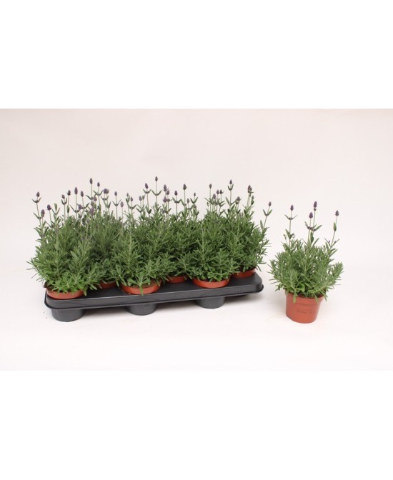 LAVANDULA ANG HIDCOTE MORADO M10.5