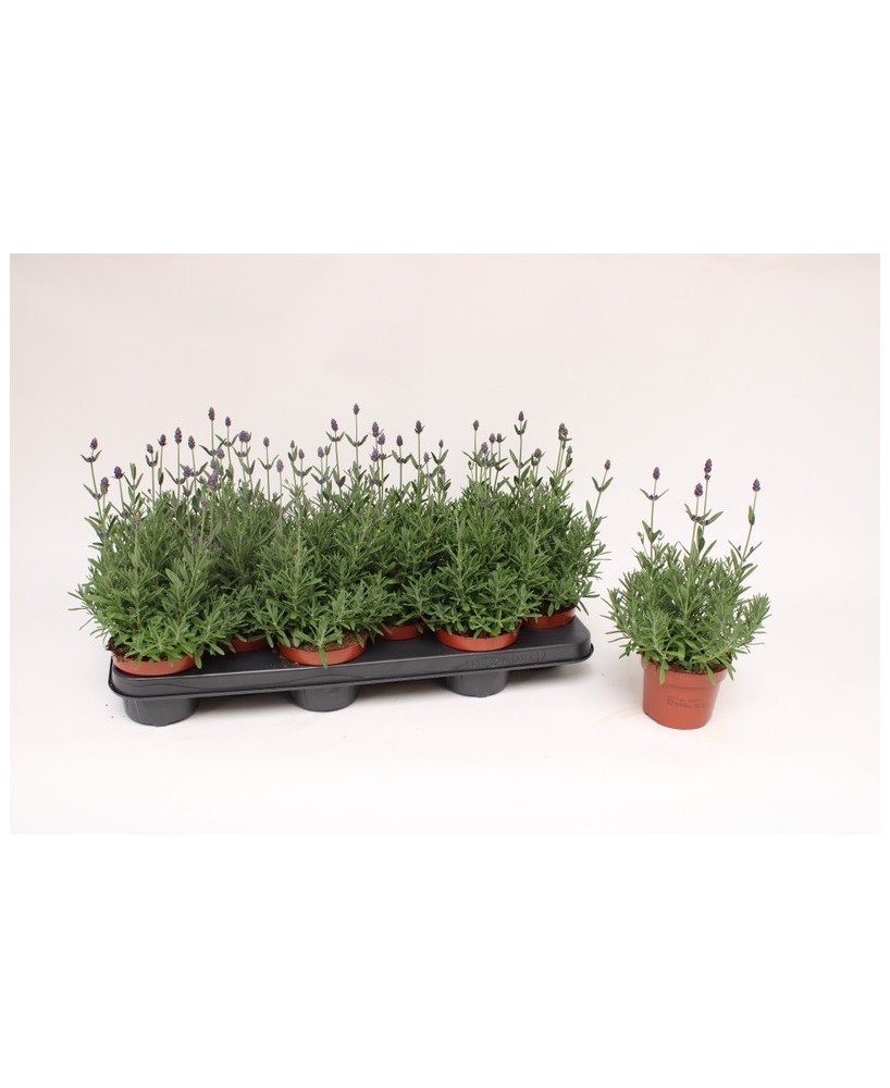 LAVANDULA ANG HIDCOTE MORADO M10.5