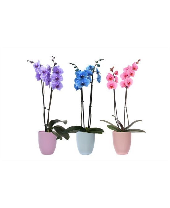 PHALAENOPSIS I AM ROYAL 2T +HUGO M12