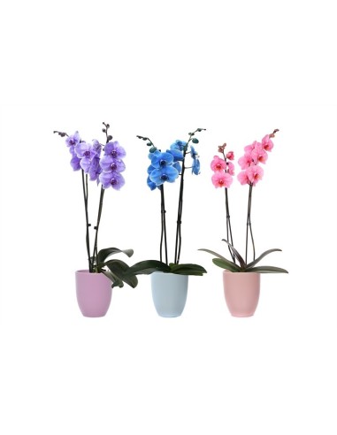 PHALAENOPSIS I AM ROYAL 2T +HUGO