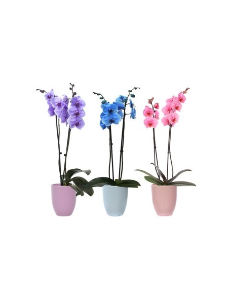 PHALAENOPSIS I AM ROYAL 2T +HUGO