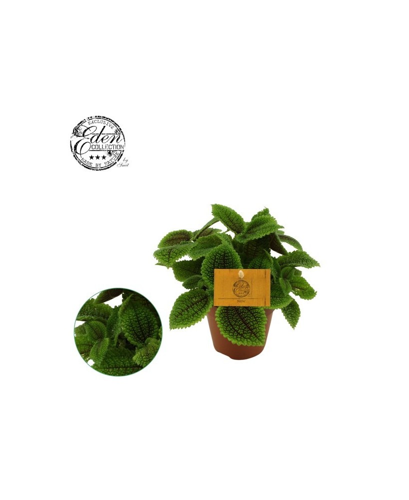 Pilea Alumi Moon Valley M12 - Planta de Interior con Hojas Texturizadas y Color Cobrizo