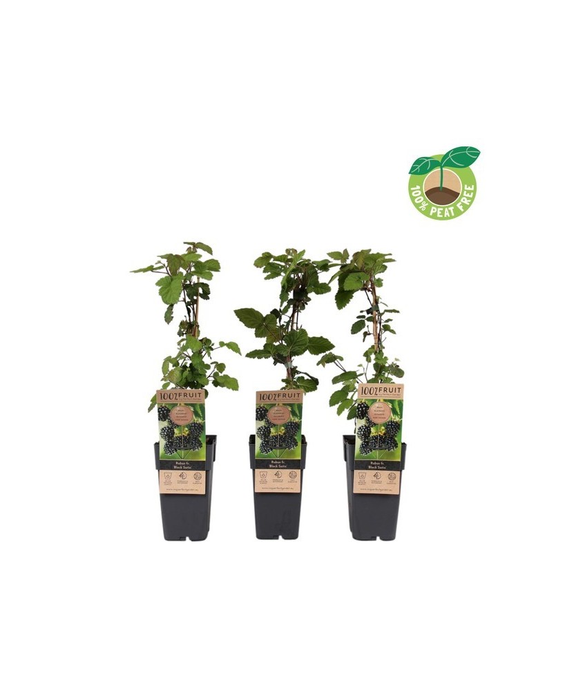 Rubus Frut Black Satin M15 Negro planta frutal con frutos negros dulces y jugosos