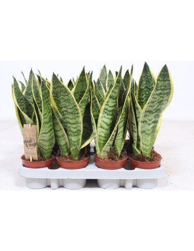 Sansevieria Trif Futura Superba M9 Planta de Interior Resistente y Decorativa