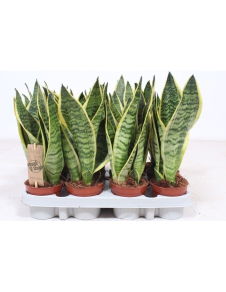 Sansevieria Trif Futura Superba M9 Planta de Interior Resistente y Decorativa