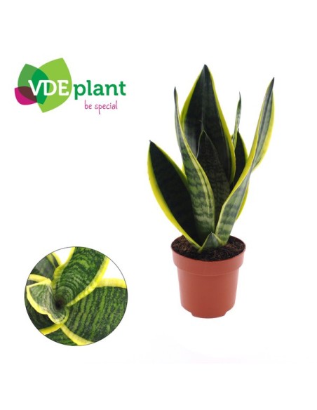 SANSIVIERIA TRIF FUTURA SUPERBA M12